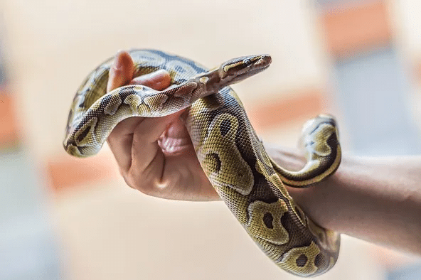 Snake Species in North Carolina